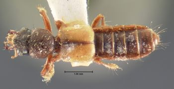 Media type: image;   Entomology 6525 Aspect: habitus dorsal view